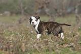 AMSTAFF  PUPPIES 067